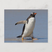 Paddling Gentoo Briefkaart (Voorkant)