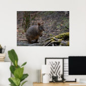 Pademelon Australië, Schattig Dier Foto Poster (Thuiskantoor)