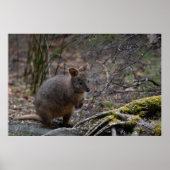 Pademelon Australië, Schattig Dier Foto Poster (Voorkant)