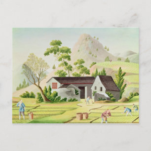 Padie in de rijstvelden briefkaart