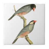 Padie, rijstvogel of Java Sparrow Bird Illust Tegeltje (Voorkant)