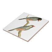 Padie, rijstvogel of Java Sparrow Bird Illust Tegeltje (Zijkant)