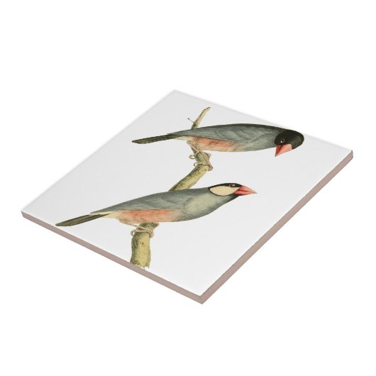 Padie, rijstvogel of Java Sparrow Bird Illust Tegeltje (Zijkant)