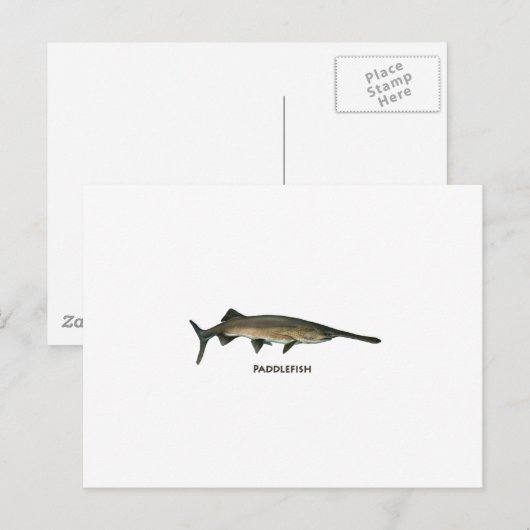 Padlevis Briefkaart (Voorkant / Achterkant)