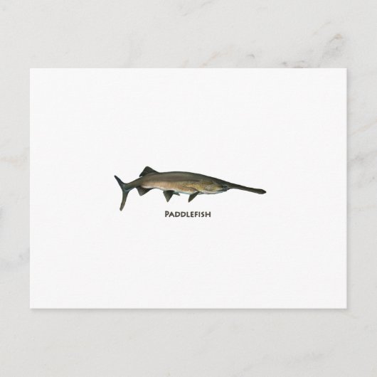 Padlevis Briefkaart (Voorkant)