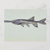 Padlevis Briefkaart (Voorkant)