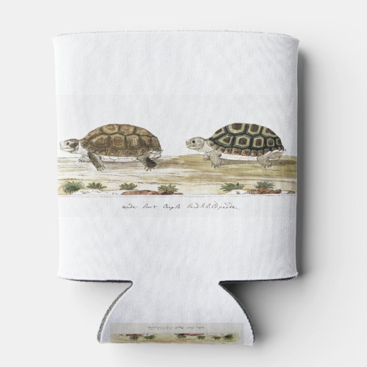 Padloper Tortoise Blikjeskoeler (Achterkant)