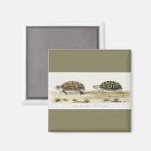 Padloper Tortoise Magneet (Voorkant / Achterkant)