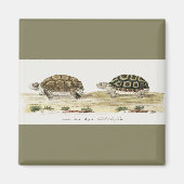 Padloper Tortoise Magneet (Voorkant)