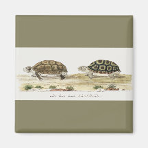 Padloper Tortoise