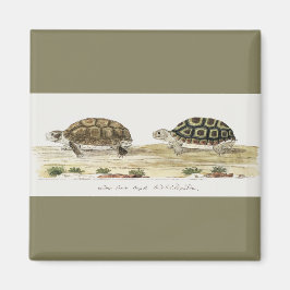 Padloper Tortoise Magneet