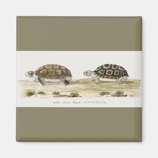 Padloper Tortoise Magneet (Voorkant)