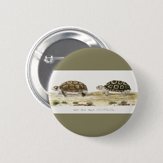 Padloper Tortoise Ronde Button 5,7 Cm (Voorkant /achterkant)