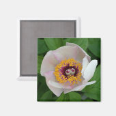 Paeonia Flower Magnet (Voorkant / Achterkant)