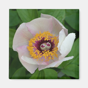 Paeonia Flower Magnet