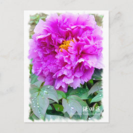 Paeonia "Kamata-fuji" [Briefkaart] ポ ス カ ー ド Briefkaart