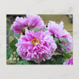 Paeonia "Kamata-fuji" (Briefkaart) Briefkaart