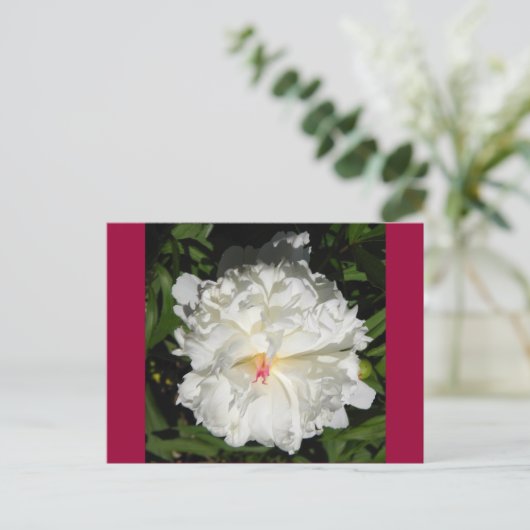 Paeonia lactiflora briefkaart (Staand voorkant)