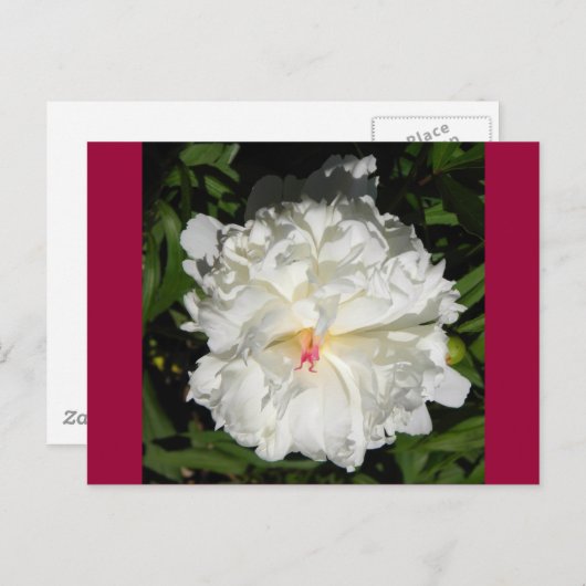 Paeonia lactiflora briefkaart (Voorkant / Achterkant)