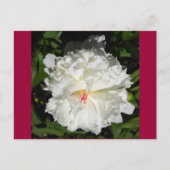 Paeonia lactiflora briefkaart (Voorkant)