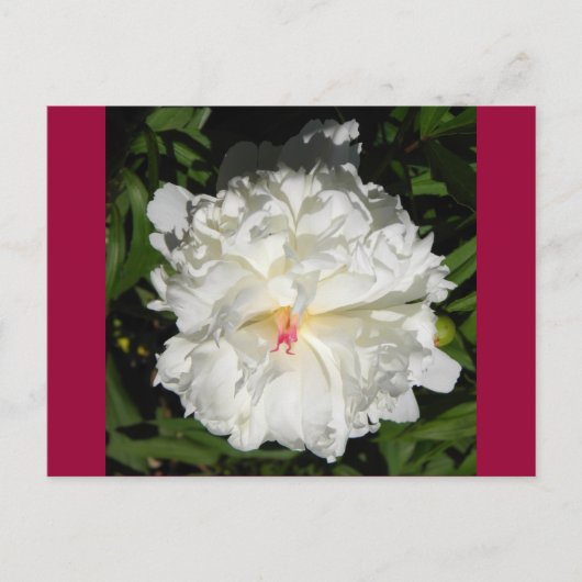 Paeonia lactiflora briefkaart (Voorkant)
