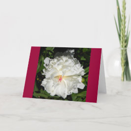Paeonia lactiflora kaart
