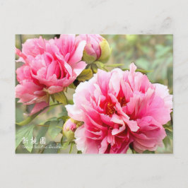 Paeonia lactiflora "Shintouen" (Briefkaart) Briefkaart