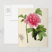 Paeonia Moutan, c.1799 Briefkaart (Voorkant / Achterkant)