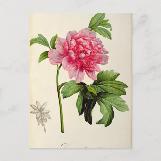 Paeonia Moutan, c.1799 Briefkaart (Voorkant)