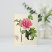 Paeonia Moutan, c.1799 Briefkaart (Staand voorkant)