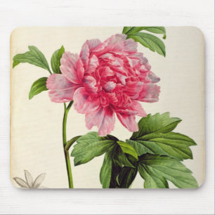 Paeonia Moutan, c.1799 Muismat