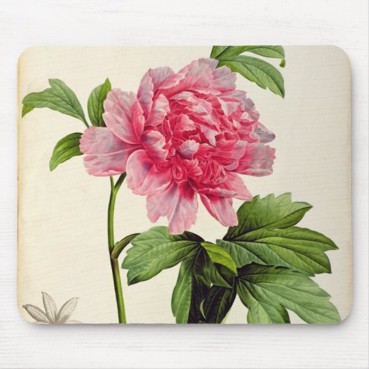 Paeonia Moutan, c.1799 Muismat (Voorkant)
