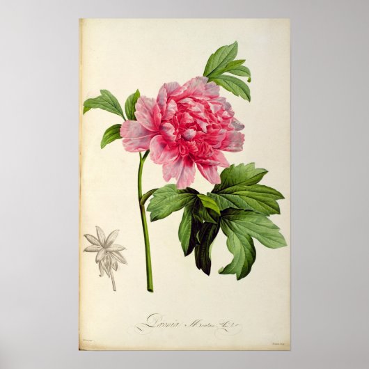 Paeonia Moutan, c.1799 Poster (Voorkant)