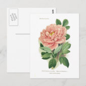 Paeonia moutan (Peony) Briefkaart (Voorkant / Achterkant)