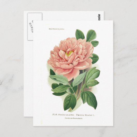 Paeonia moutan (Peony) Briefkaart (Voorkant / Achterkant)