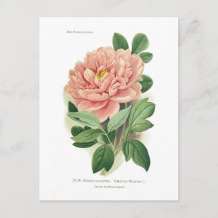 Paeonia moutan (Peony) Briefkaart