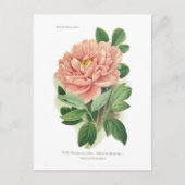 Paeonia moutan (Peony) Briefkaart (Voorkant)