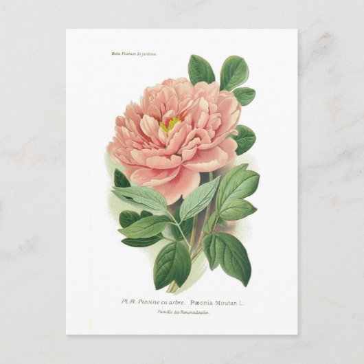 Paeonia moutan (Peony) Briefkaart (Voorkant)