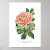 Paeonia moutan (Peony) Poster (Voorkant)
