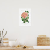 Paeonia moutan (Peony) Poster (Keuken)