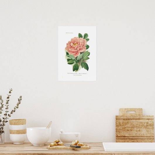 Paeonia moutan (Peony) Poster (Keuken)