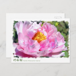 Paeonia "Muramatsu-Zakura" (Briefkaart) ポ ス カ ー ド Briefkaart