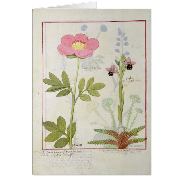 Paeonia of Peony en Orchis myanthos (Voorkant)