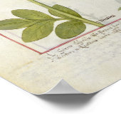 Paeonia of Peony en Orchis myanthos Poster (Hoek)