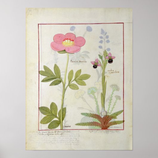Paeonia of Peony en Orchis myanthos Poster (Voorkant)