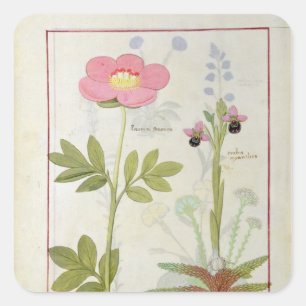 Paeonia of Peony en Orchis myanthos Vierkante Sticker