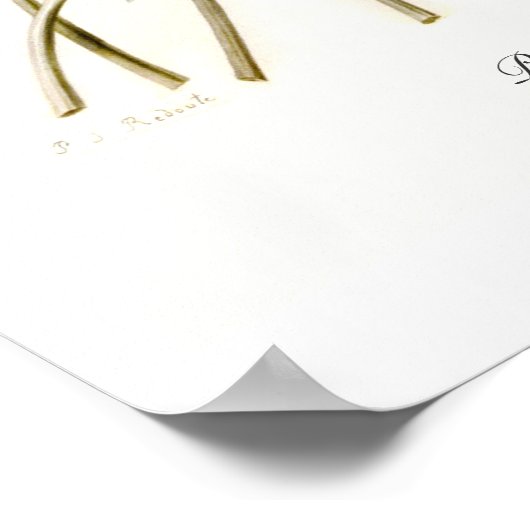 Paeonia officinalis poster (Hoek)