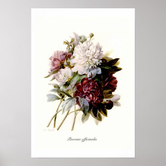 Paeonia officinalis poster (Voorkant)