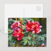 Paeonia "Shima-Nishiki" (Briefkaart) Briefkaart (Voorkant / Achterkant)