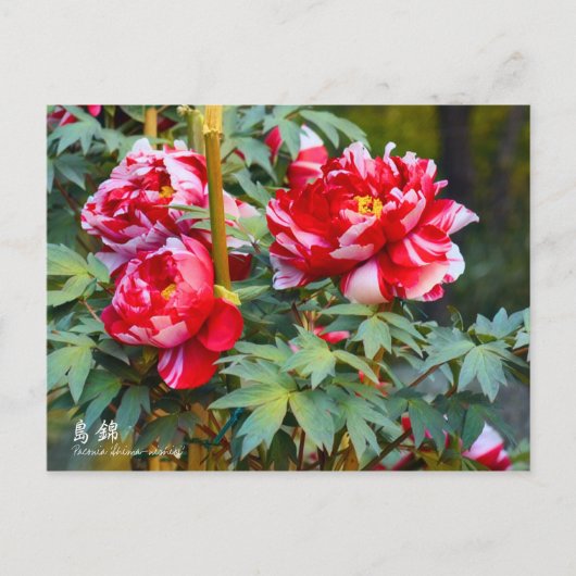 Paeonia "Shima-Nishiki" (Briefkaart) Briefkaart (Voorkant)